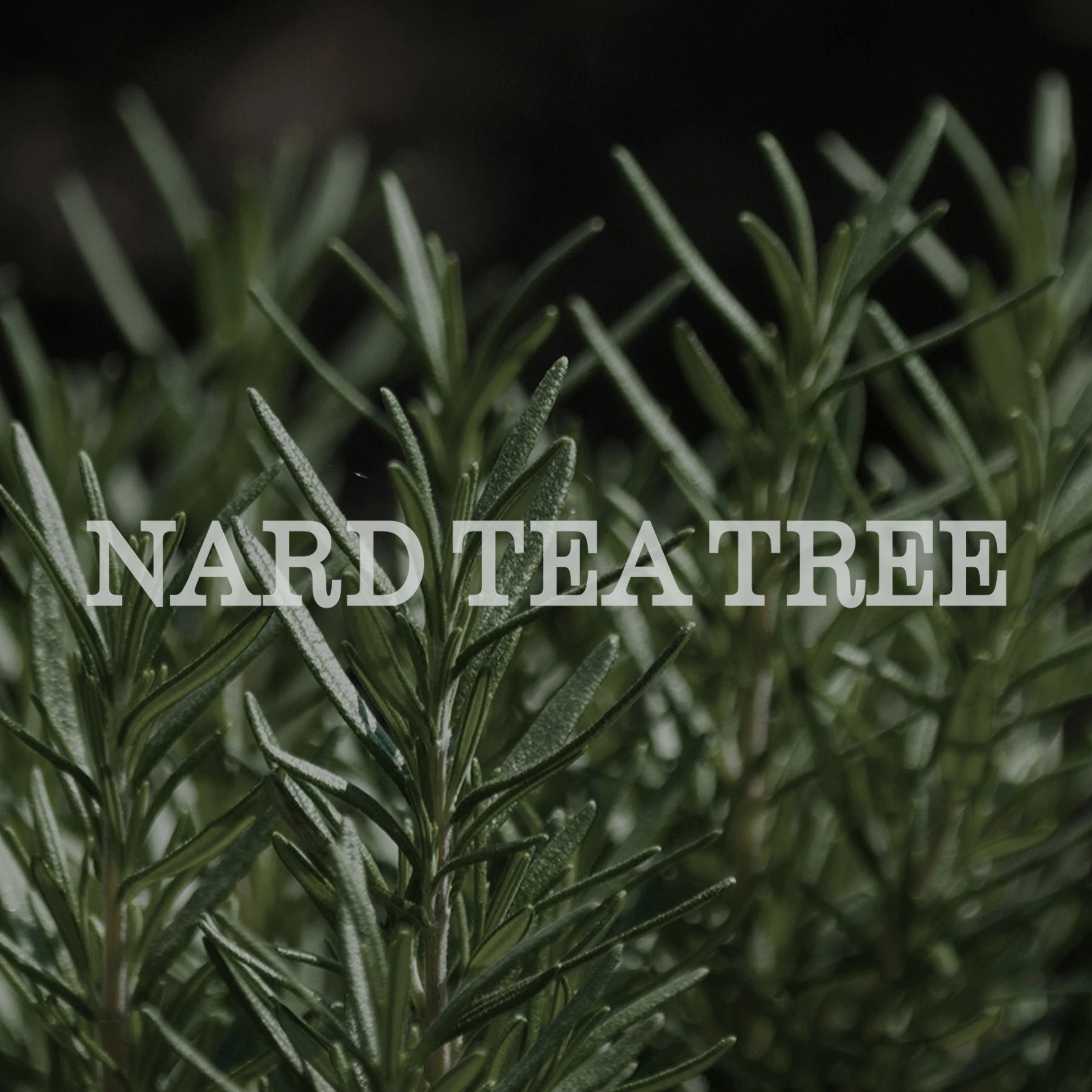 Nard Tea Tree Oil Refresh Care Shampoo - Çay Ağacı Yağı İçeren Ferahlatıcı Bakım Şampuanı 1.5L